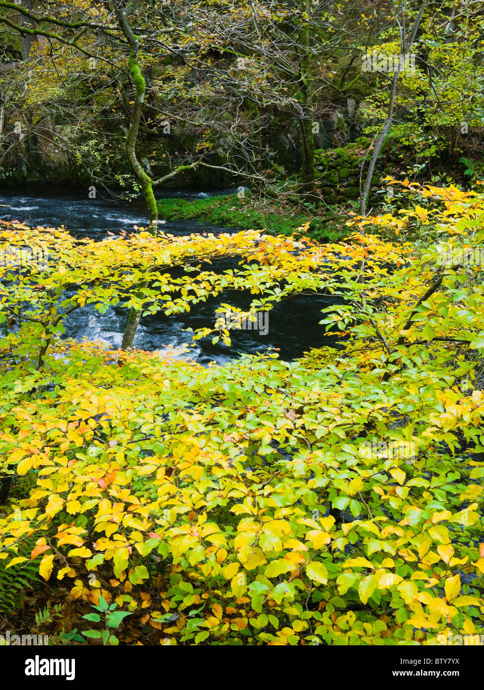 Il fiume Brathay nel bosco a Skelwith Bridge nel Lake District National Park, Cumbria, Inghilterra. Foto Stock