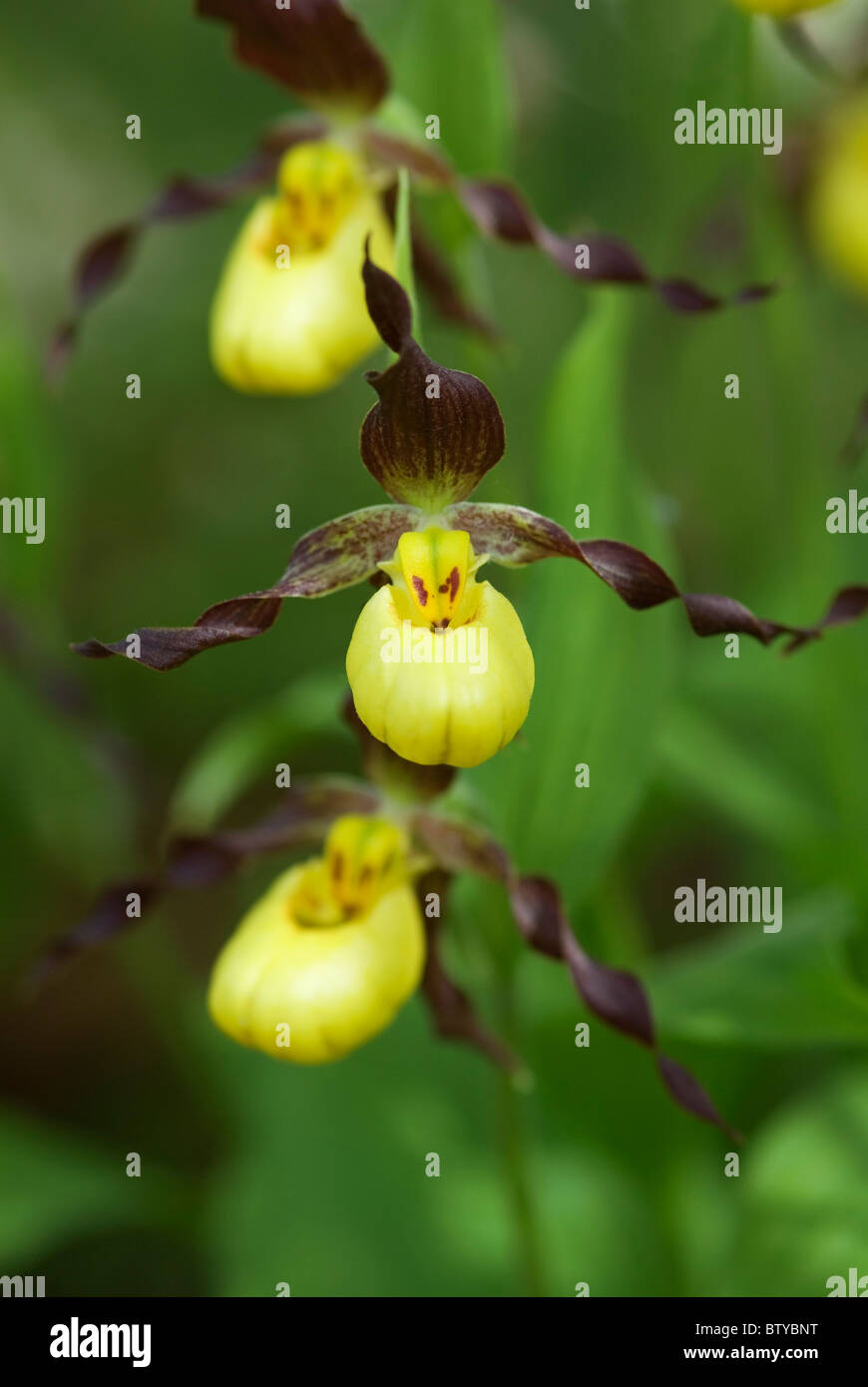 CYPRIPEDIUM CALCEOLUS PARVIFLORUM signora giallo pantofola Foto Stock