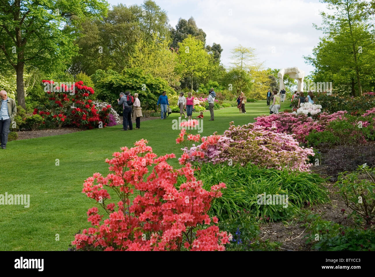 Ai visitatori di ammirare i rododendri e azalee sulla collina BATTLESTONE PRESSO IL GIARDINO RHS Wisley Foto Stock