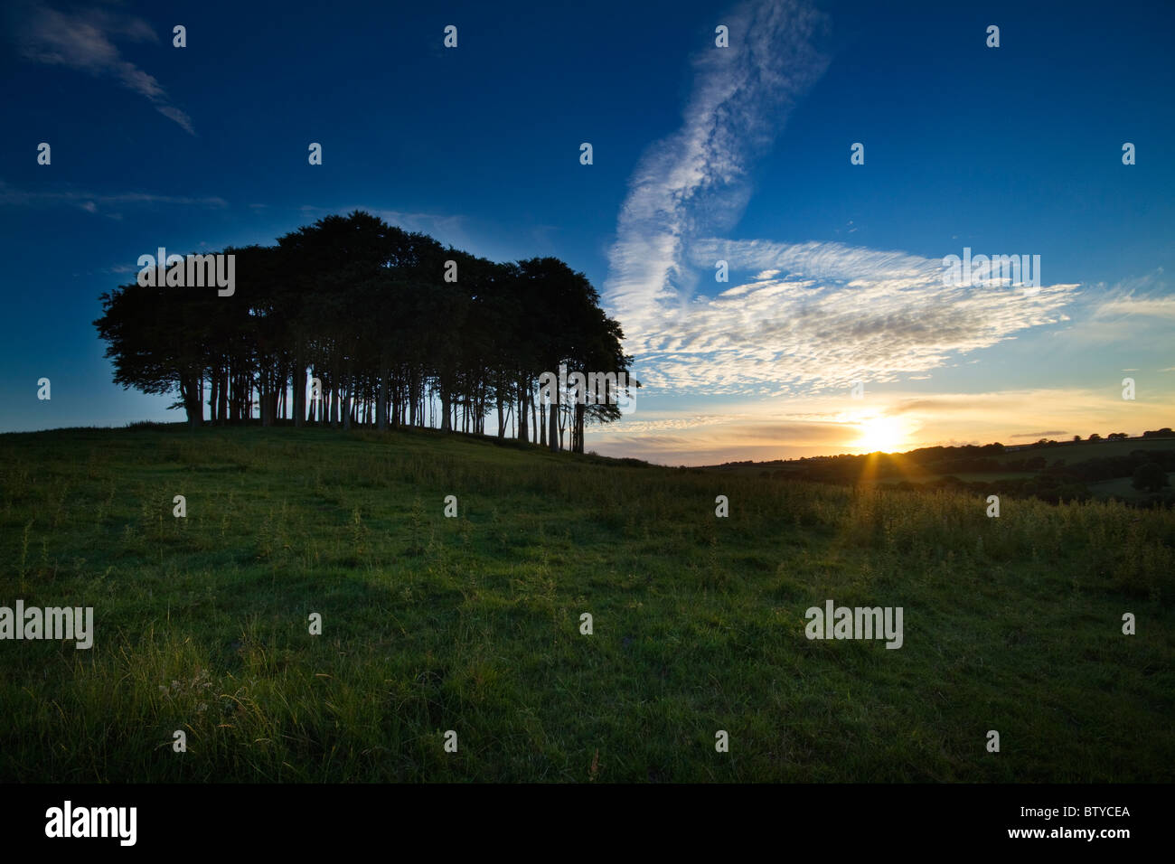 Knaphill iconici di alberi in un30 come vuoi andare in Cornovaglia dal Devon Foto Stock