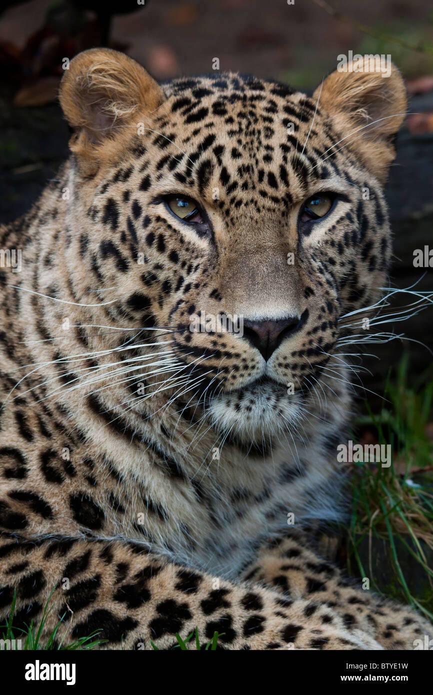 Leopardo persiano (Panthera pardus ciscaucasica), chiamato anche il Caucaso in Leopard Foto Stock