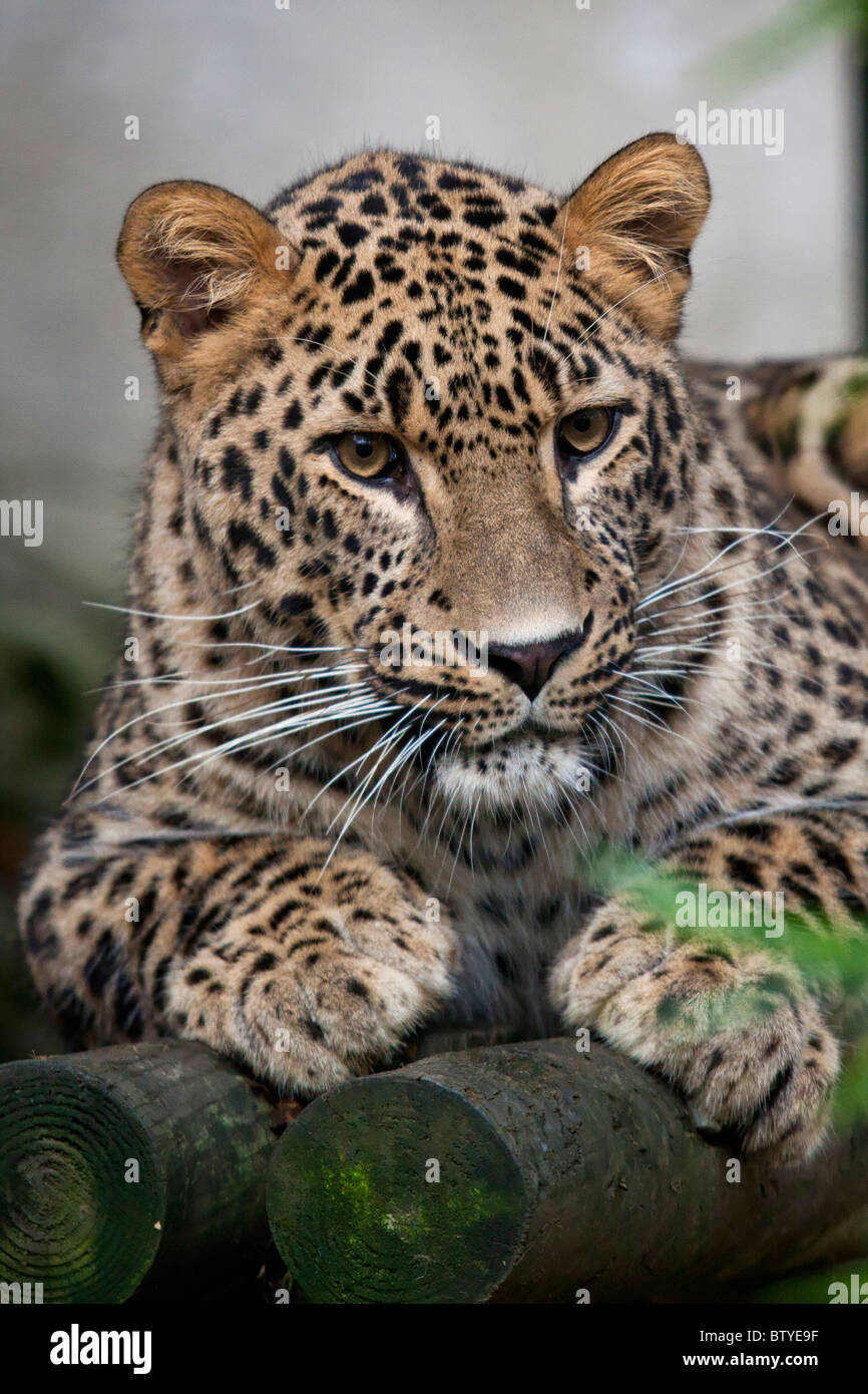 Leopardo persiano (Panthera pardus ciscaucasica), chiamato anche il Caucaso in Leopard Foto Stock