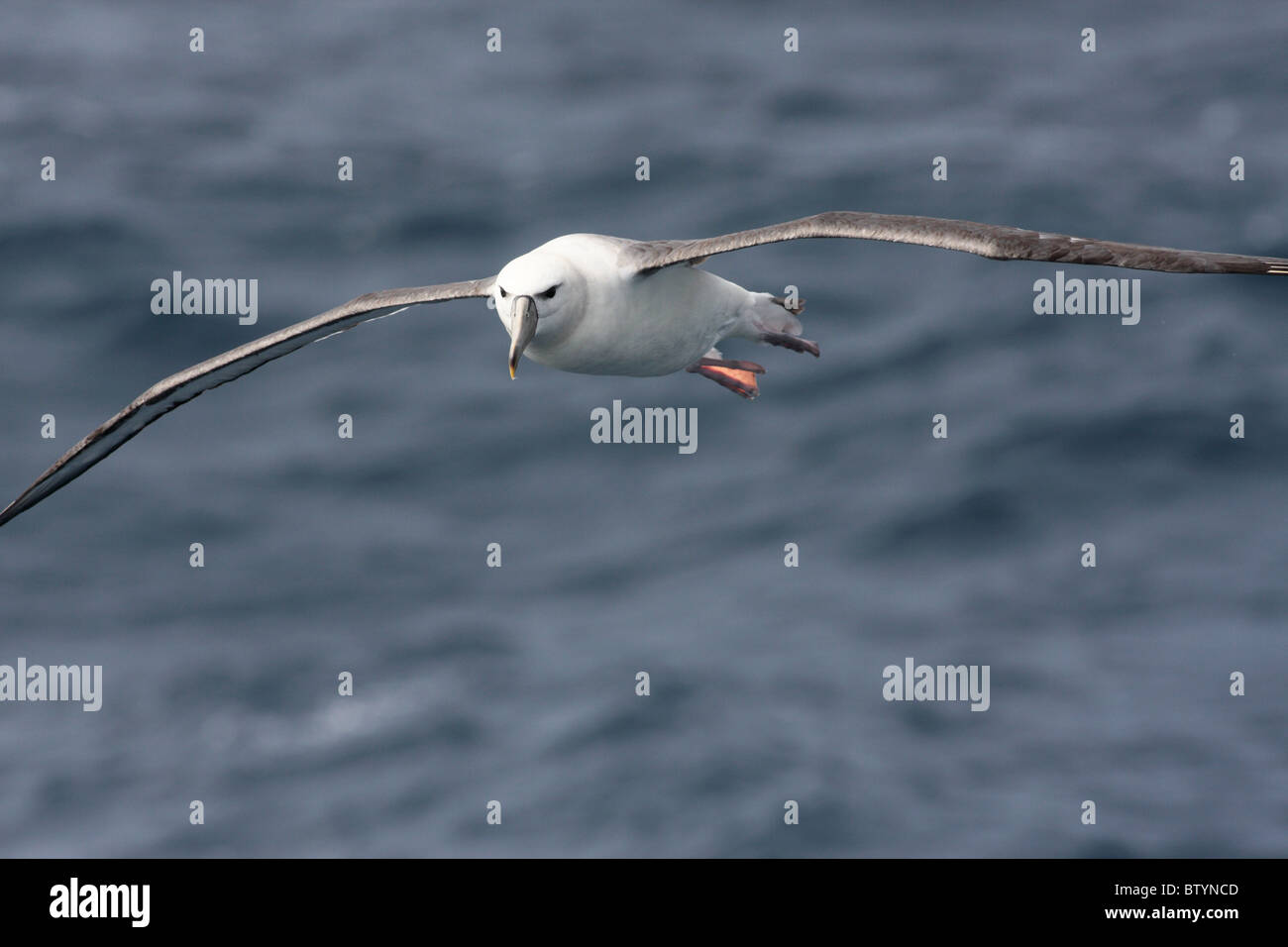 Timido albatross in volo sopra il livello del mare Foto Stock