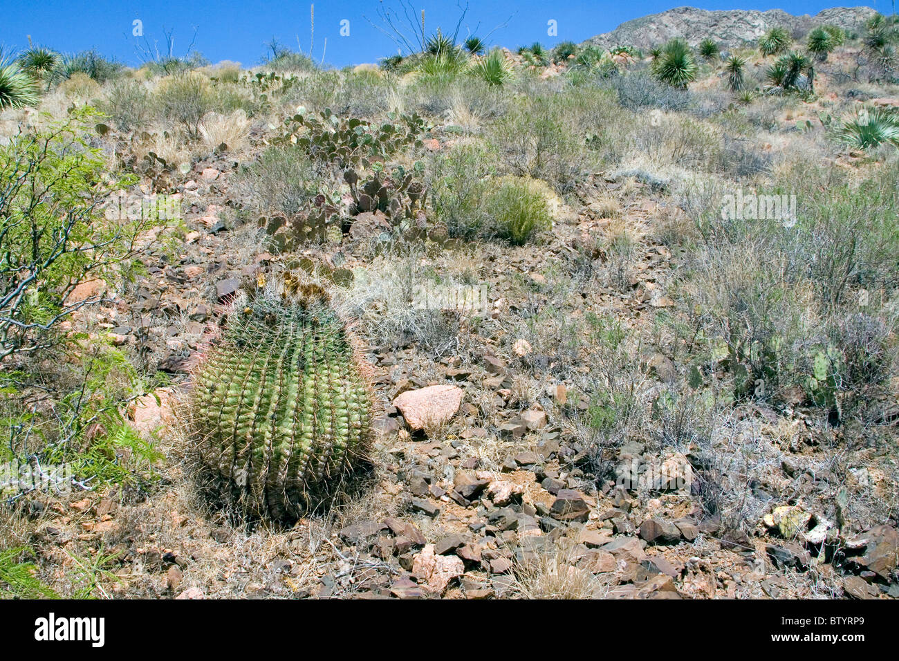 Canna Fishhook cactus Foto Stock