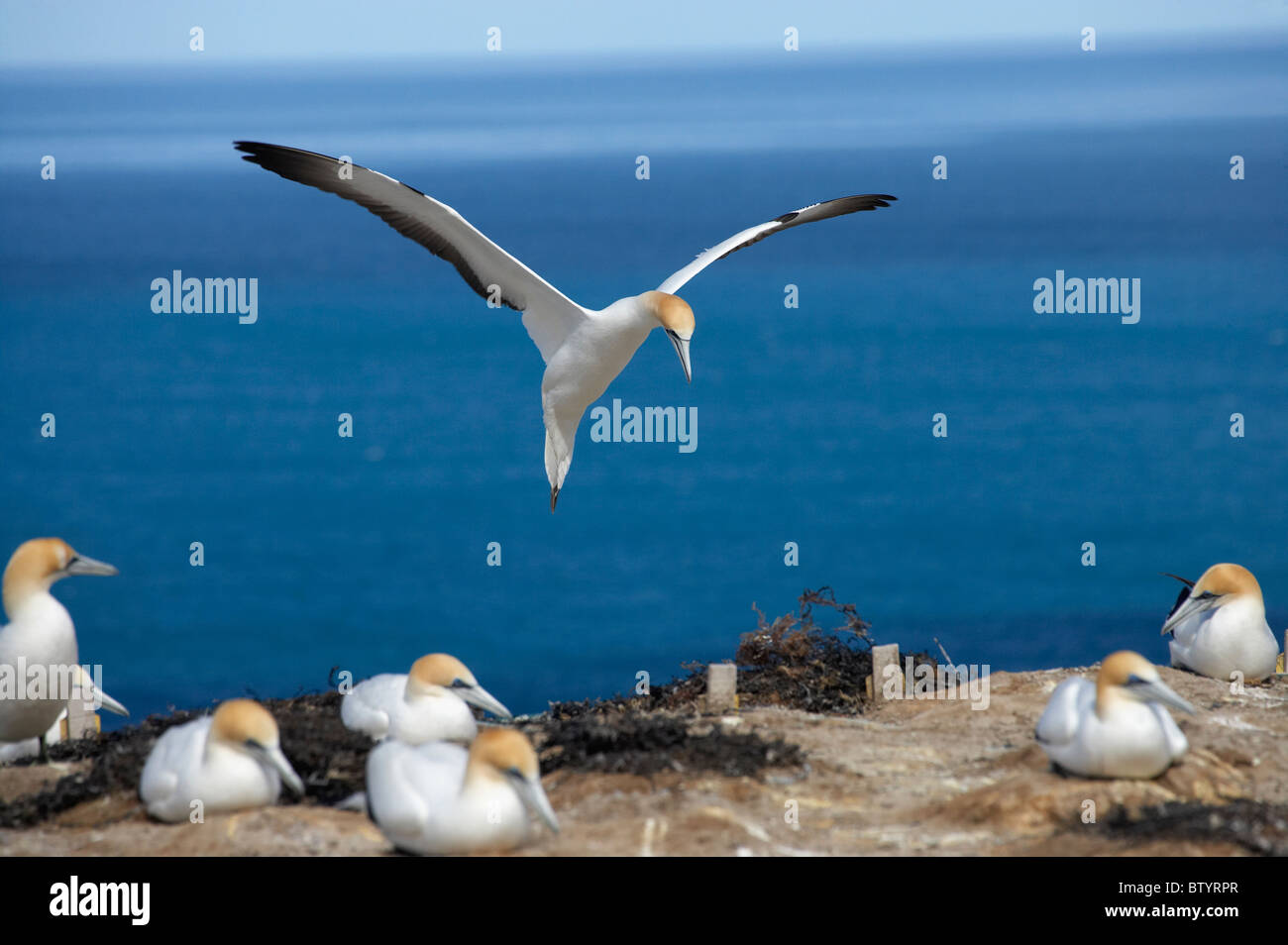 Australasian sule ( Morus serrator ), Cape rapitori Gannet colonia, Hawkes Bay, Isola del nord, Nuova Zelanda Foto Stock