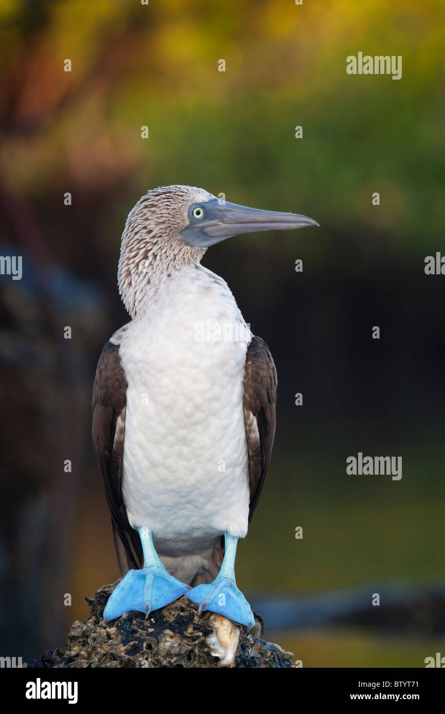 Blue footed booby, Isola di Santa Cruz, Isole Galapagos, Ecuador. Foto Stock