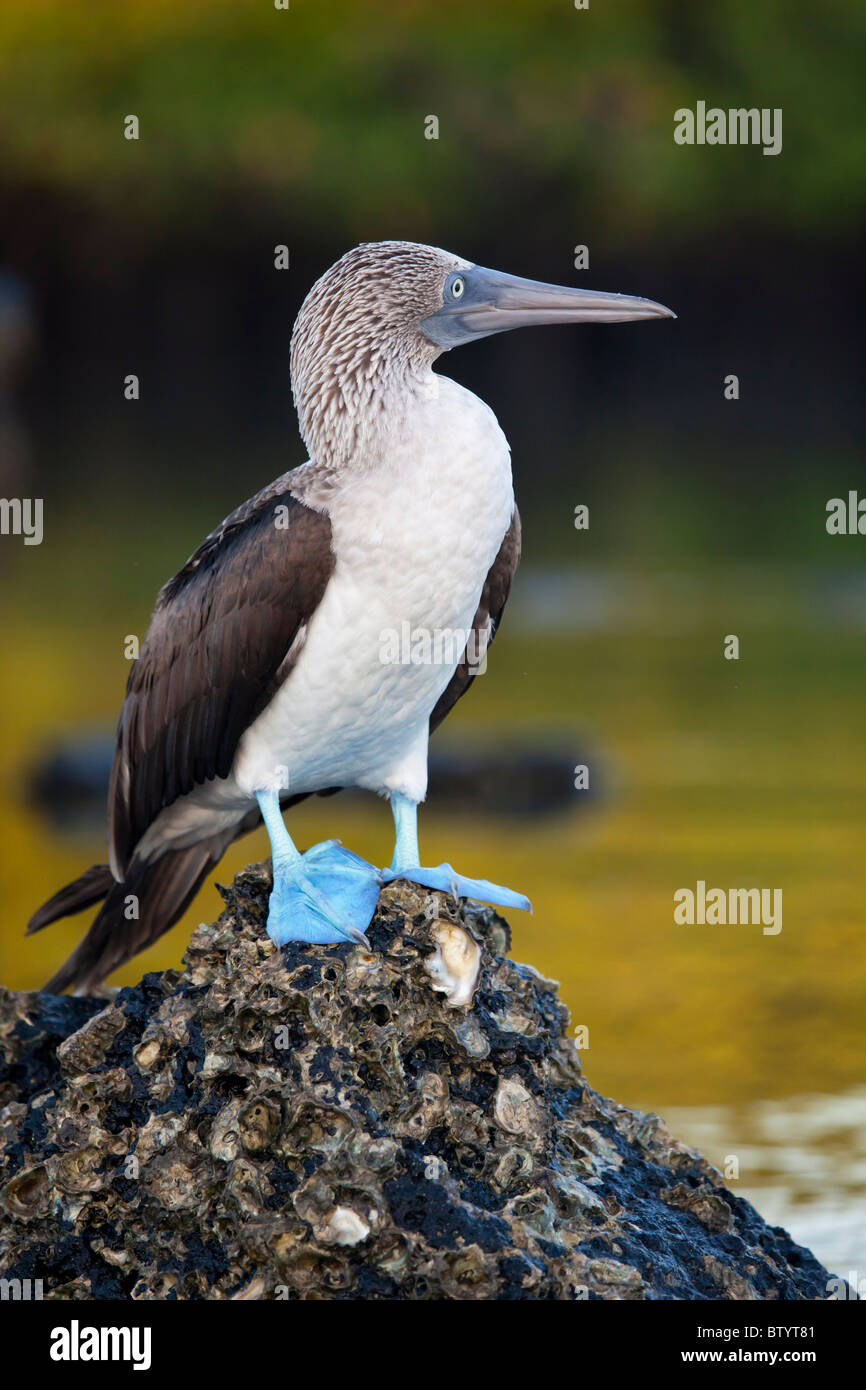 Blue footed booby, Isola di Santa Cruz, Isole Galapagos, Ecuador. Foto Stock