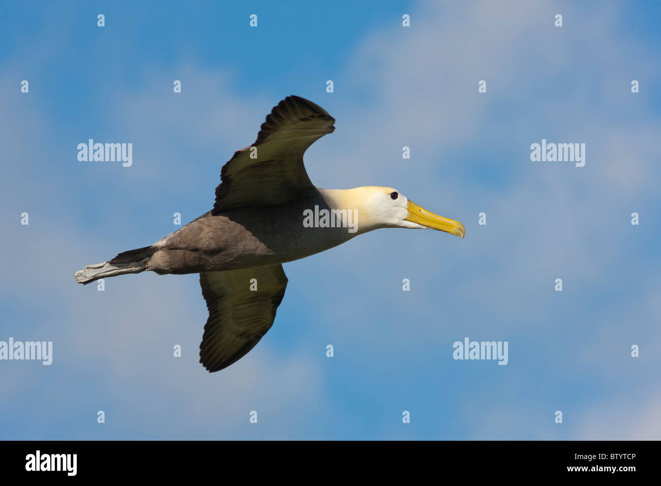 Sventolato albatross volare oltre il punto Suarez, all'Isola Espanola, Isole Galapagos, Ecuador. Foto Stock