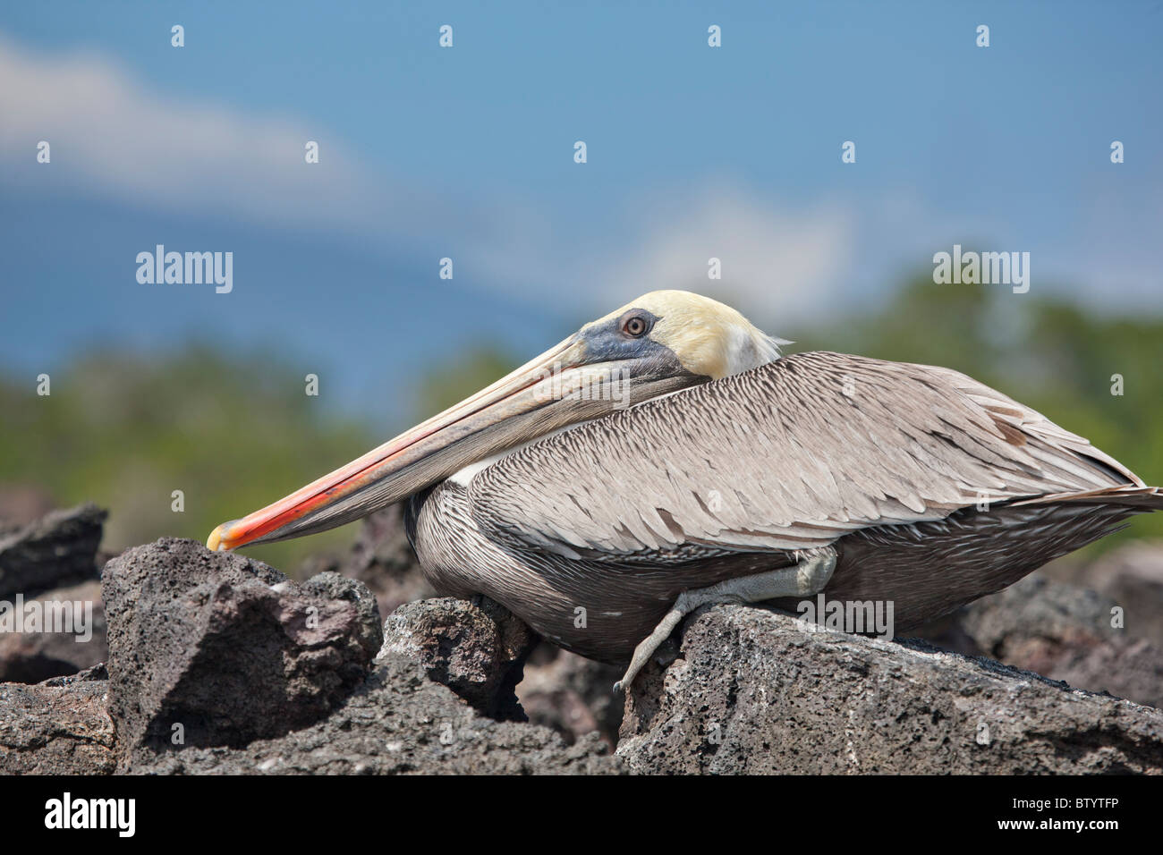 Brown pelican, Punta Moreno, Isabella Isola, Galapagos, Ecuador. Foto Stock