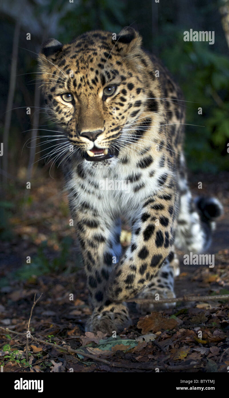 Amur leopard camminando verso la telecamera Foto Stock