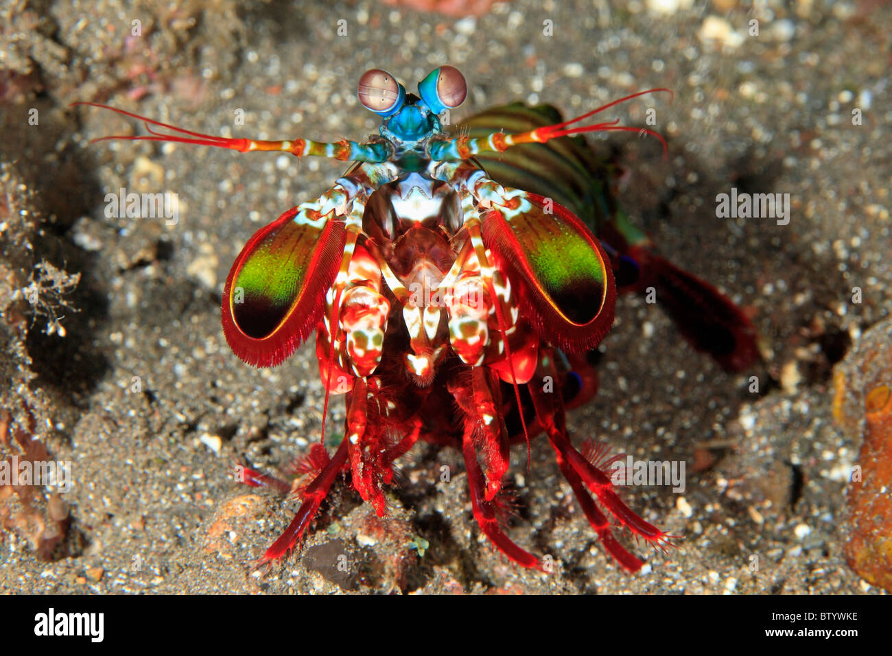 Canocchia Pavone, Odontodactylus scyllarus, noto anche come un Arlecchino Canocchia, dipinta Canocchia e clown Canocchia. Foto Stock