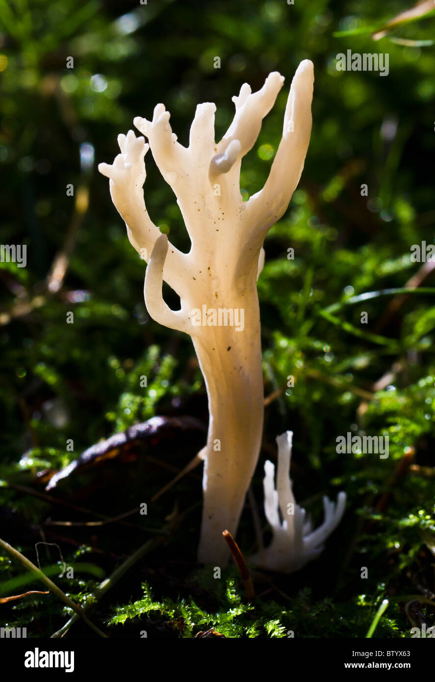 Calocera viscosa o giallo stag-horn fungo (questo campione è insolitamente bianco cremoso di colore) in un legno di abete rosso Foto Stock