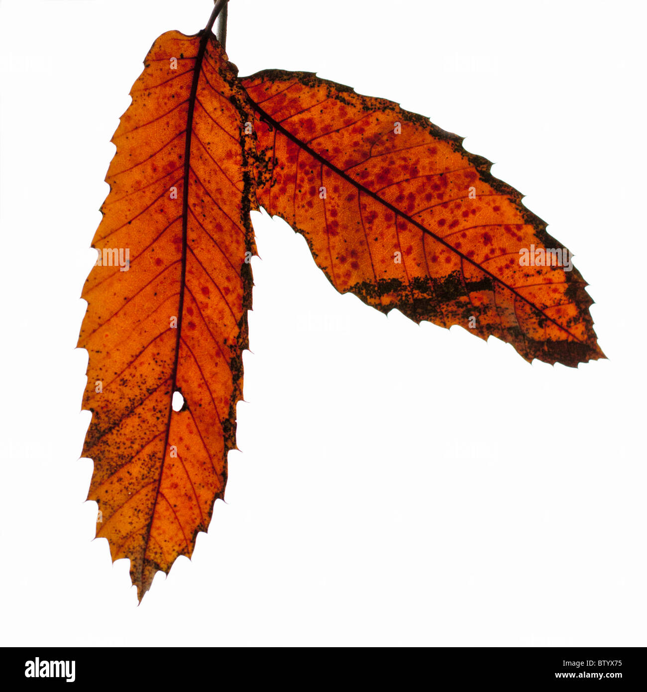 In autunno i colori che mostra in spagnolo foglie di castagno con un cielo bianco che mostra attraverso di esse Foto Stock