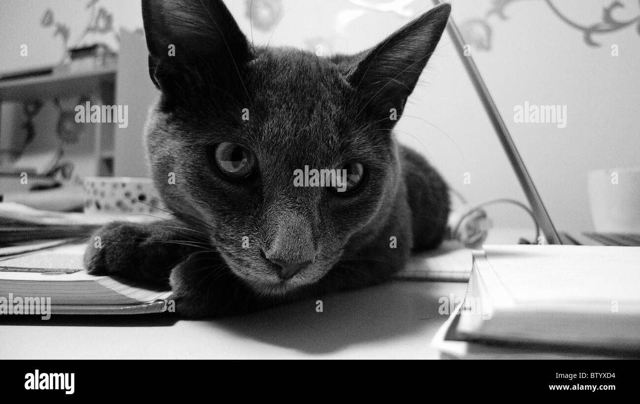 Grigio cat pet sul tavolo della cucina accanto al computer. Foto Stock