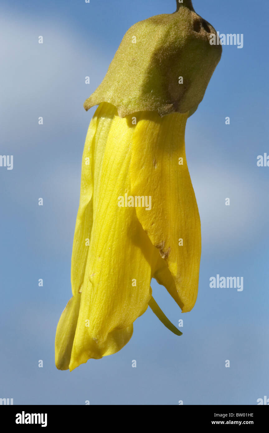 Fiore Kowhai, Sophora sp. Foto Stock