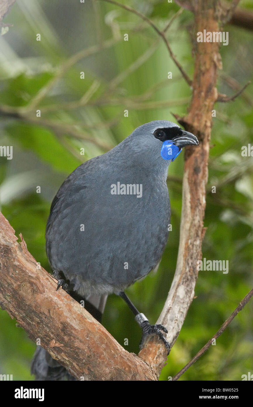 North Island Kokako ( Callaeas cinerea ), Pukaha Mount Bruce Centro faunistico, Wairarapa, Isola del nord, Nuova Zelanda Foto Stock