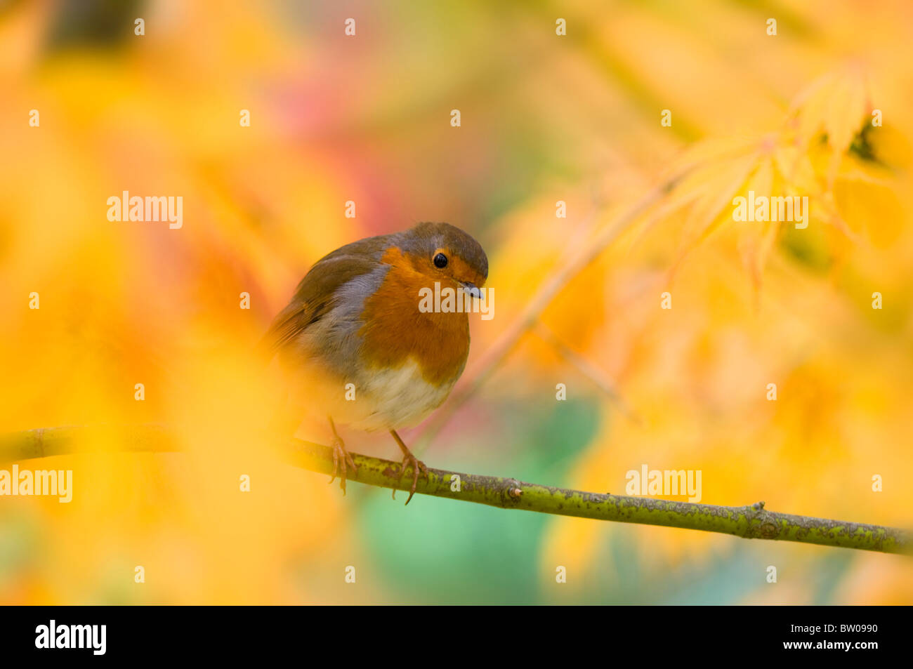 Un Robin - Erithacus rubecula seduto su un ramo in un colore di autunno Acer tree - acero giapponese Foto Stock