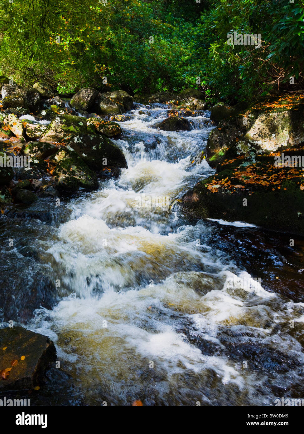 Il fiume Avon nel Parco Nazionale di Dartmoor vicino a Didwarthly, Devon, Inghilterra. Foto Stock