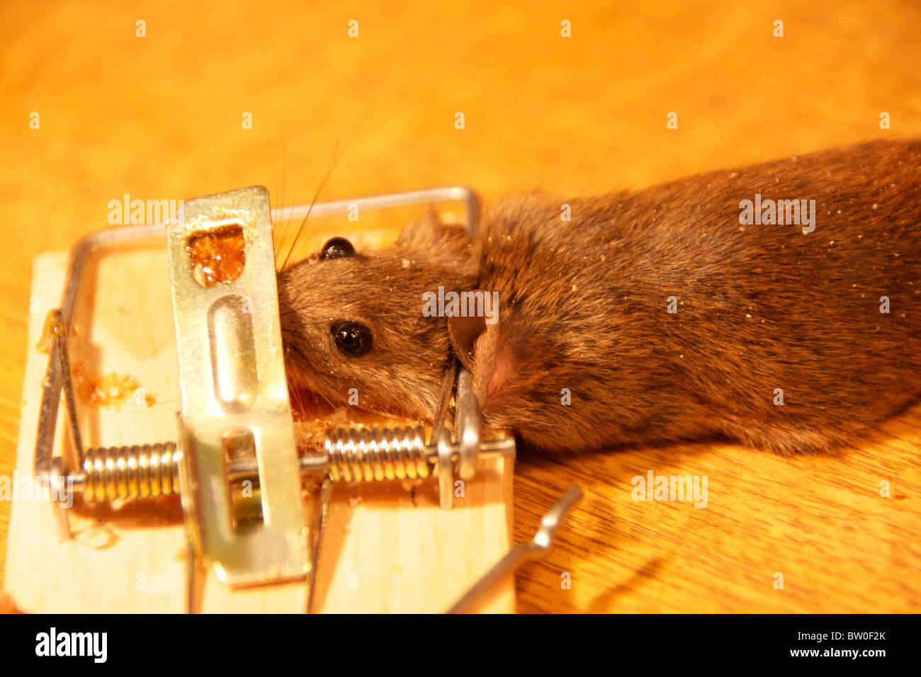 Mouse catturati e uccisi nella trappola a molla Foto Stock