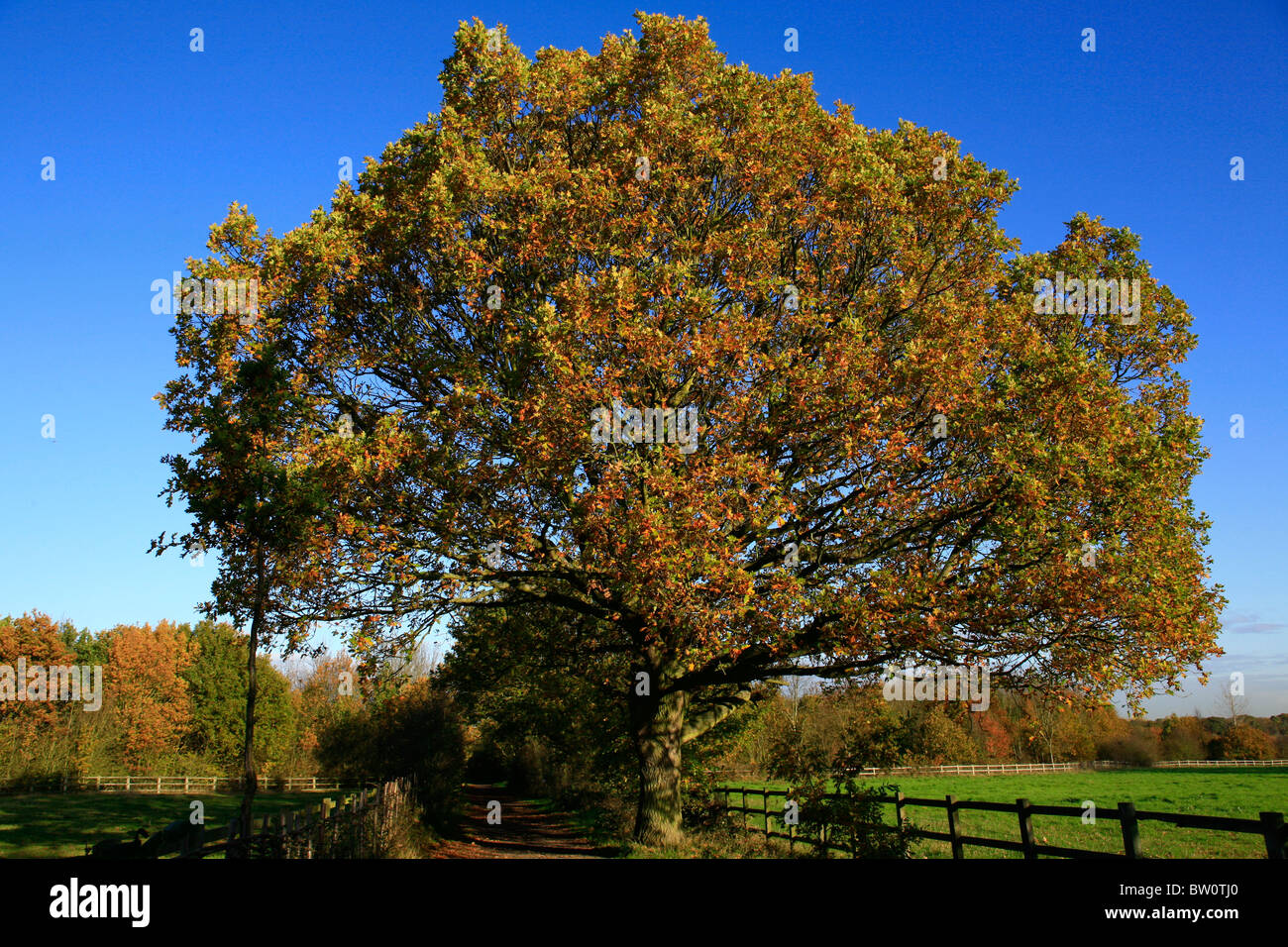 Un singolo golden quercia in un paese percorso. Foto Stock