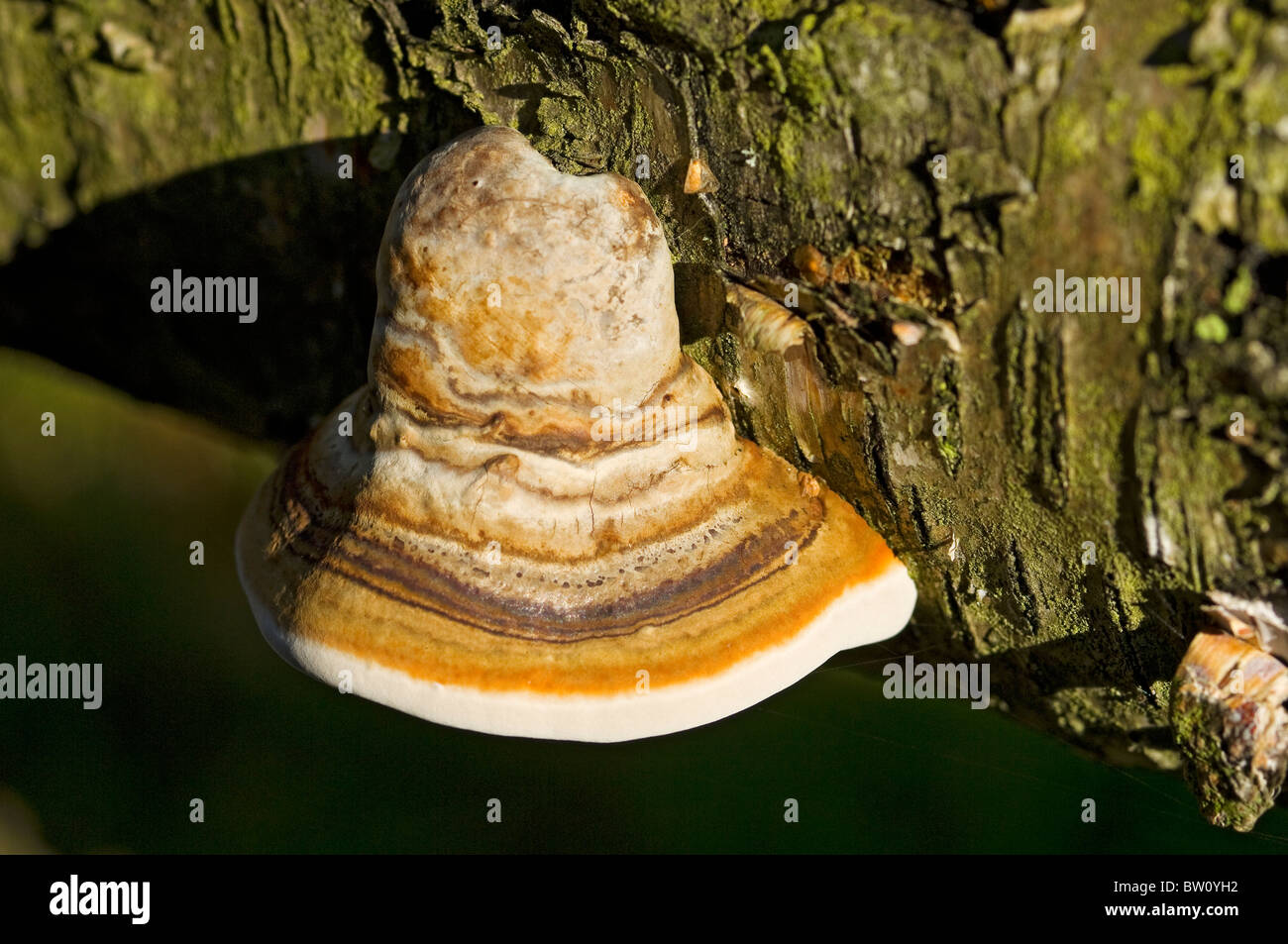 Primo piano di funghi staffa che crescono su argento caduto Corteccia di betulla del Nord Yorkshire Inghilterra Regno Unito GB Gran Bretagna Foto Stock