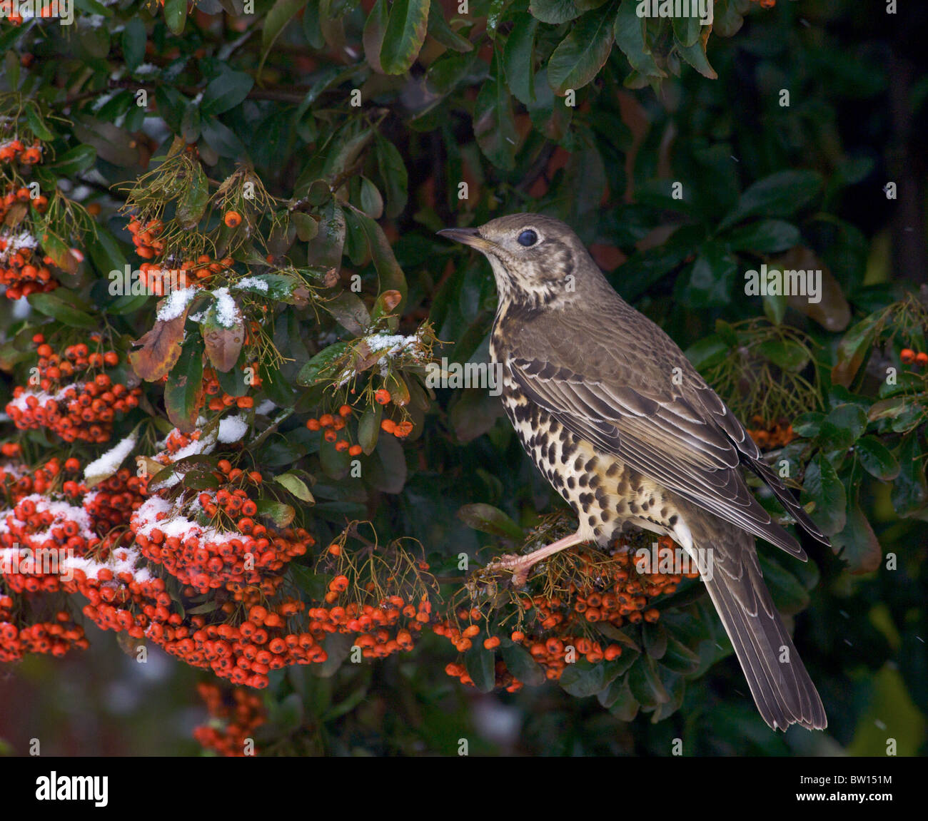 Uccelli in inverno rovistando su bacche rosse, Foto Stock