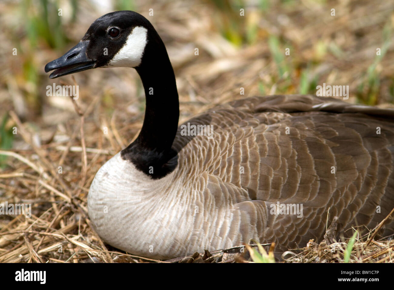 Canada Goose nidificazione sul Fiume Boise a Boise, Idaho, Stati Uniti d'America. Foto Stock