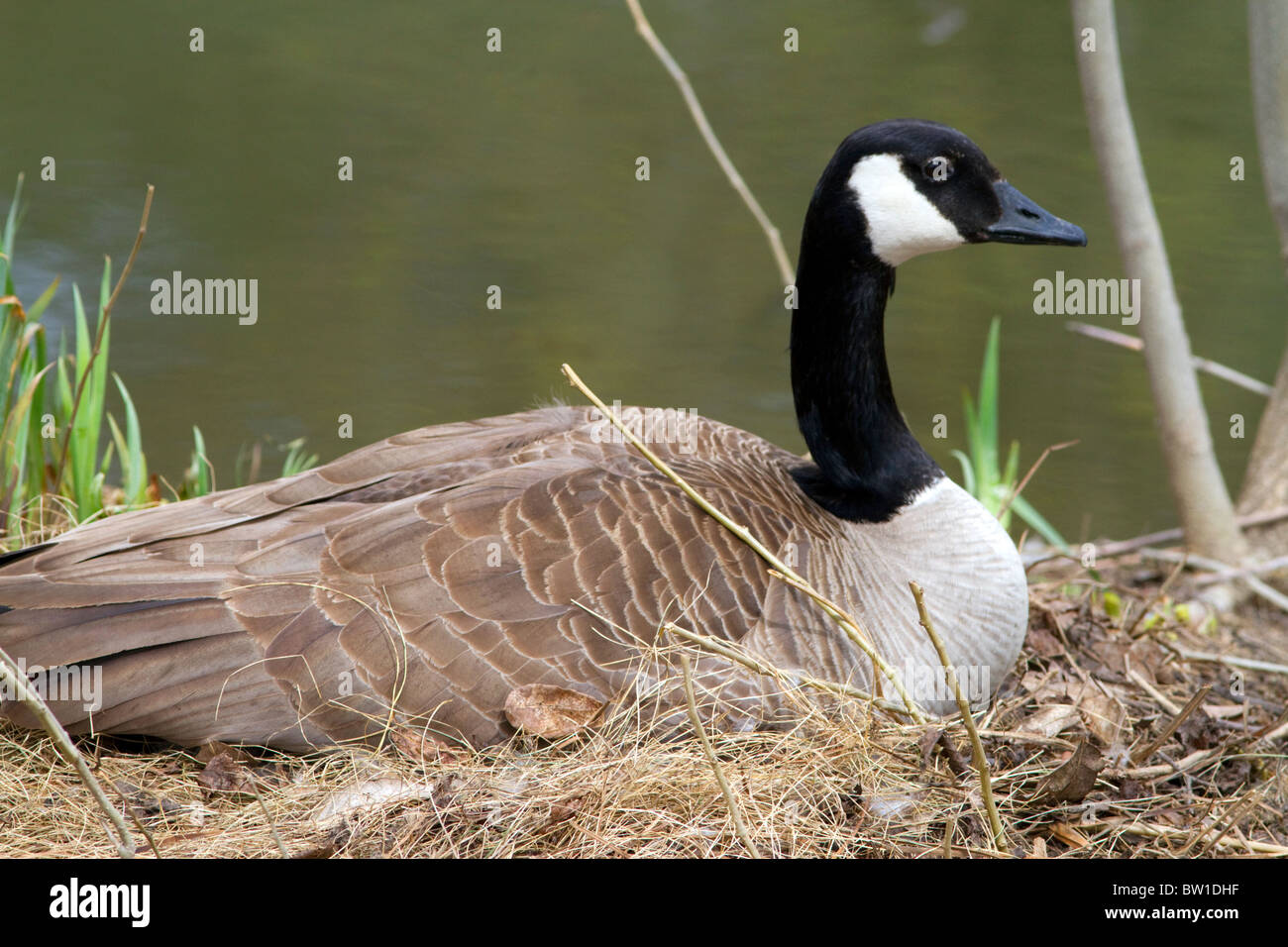 Canada Goose nidificazione sul Fiume Boise a Boise, Idaho, Stati Uniti d'America. Foto Stock