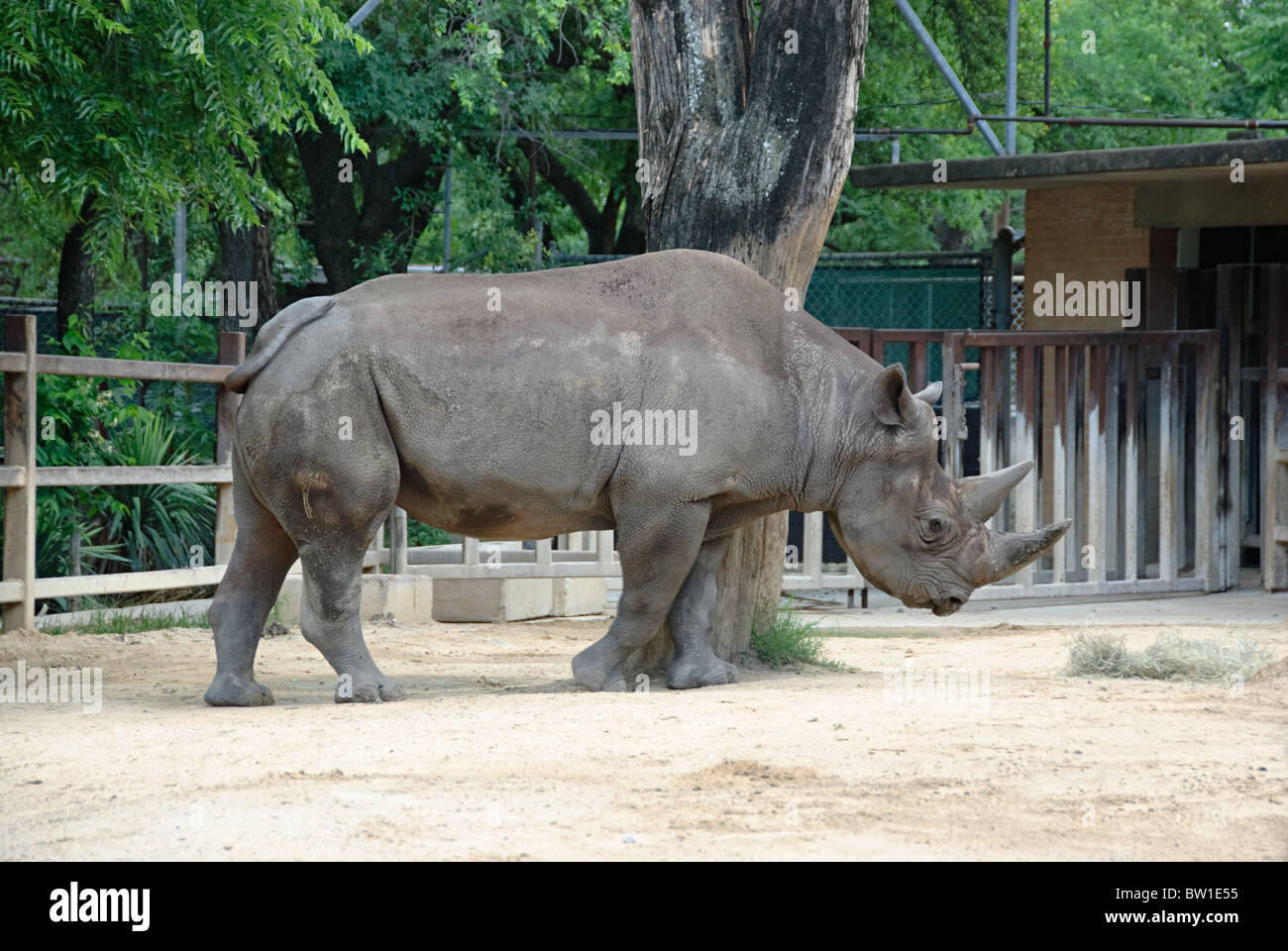 Un rinoceronte appoggiata contro un albero in un giardino zoologico. Foto Stock