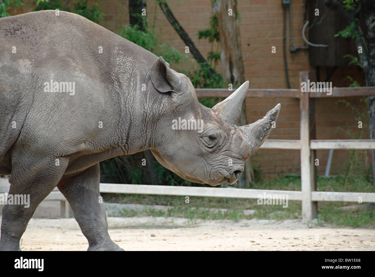 Il volto e le corna di rinoceronte in uno zoo. Foto Stock
