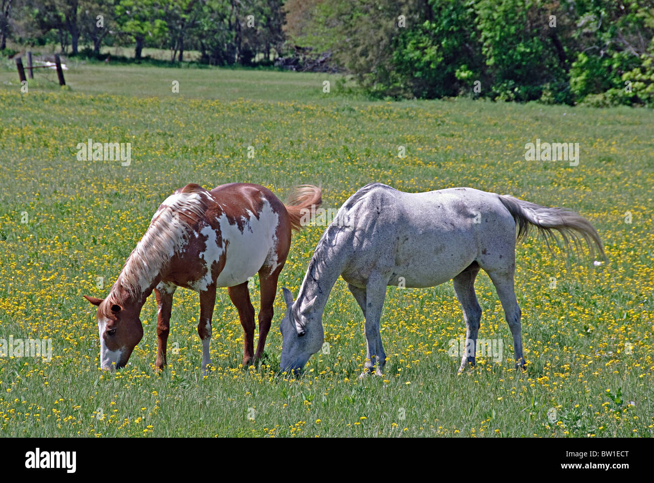 Due cavalli al pascolo in un campo di fiori gialli in una fattoria nel paese rurale lato. Foto Stock