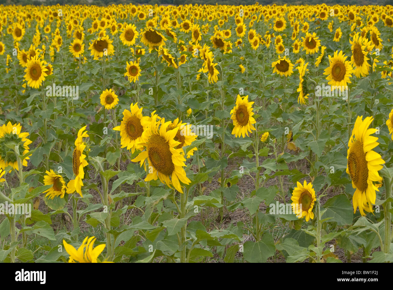 Girasoli Kansas State Flower Sumner County Kansas USA Foto Stock
