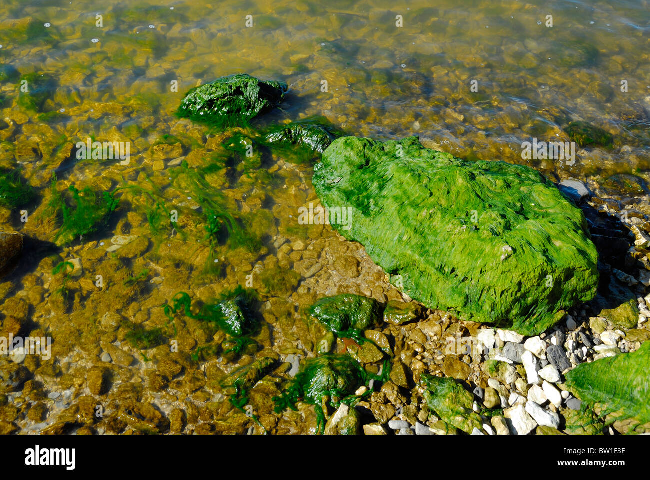 La roccia in un lago con verde muschio di alghe che crescono su di esso. Foto Stock