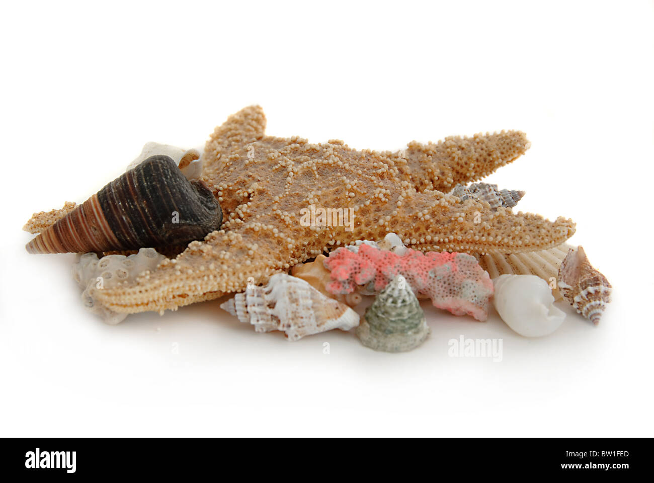 Una collezione di conchiglie di mare su sfondo bianco Foto Stock