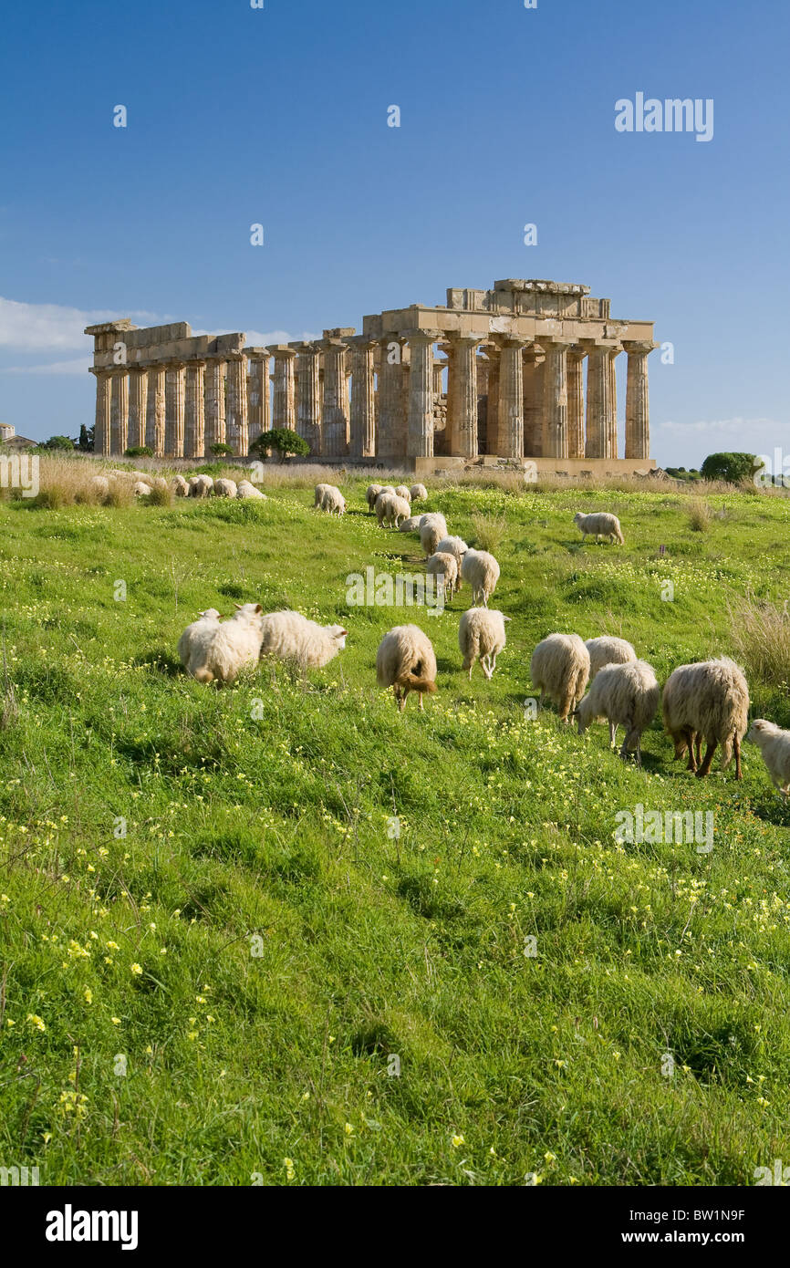 Pecore alimentazione nella parte anteriore del tempio e di Selinunte. Foto Stock