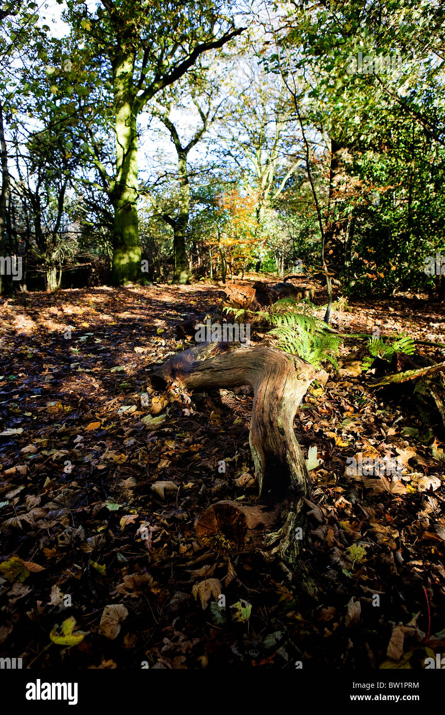 Un registro di deadwood si trova a parte un sentiero a piedi attraverso un soleggiato 'bluebell legno " a Grappenhall Heys, Warrington, Cheshire in autunno Foto Stock