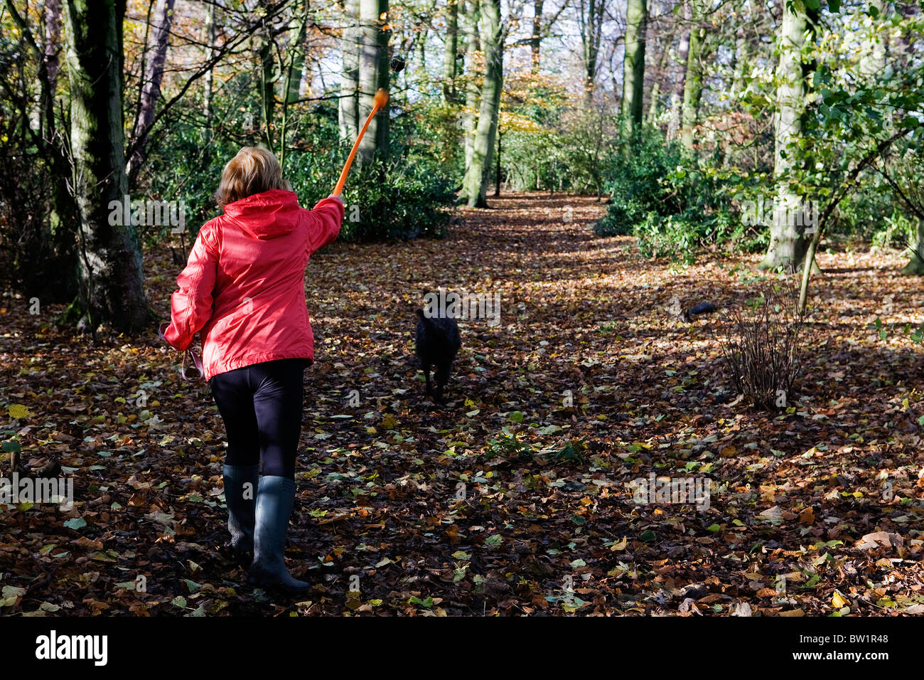Signora in rosso cappotto utilizza un flinger di buttare la palla per il suo Labradoodle cane da caccia in una soleggiata "bluebell legno " a Grappenhall Heys Foto Stock