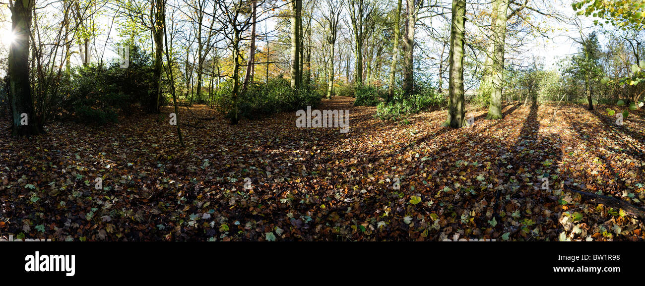 Vista panoramica del sentiero a piedi attraverso un soleggiato 'bluebell legno " a Grappenhall Heys, Warrington, Cheshire in autunno Foto Stock