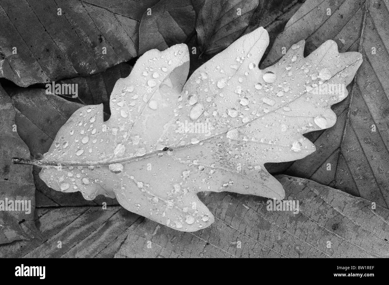 Dewdrops sulla caduta foglie di quercia, Seattle Arboretum, Autunno, Seattle WA Foto Stock