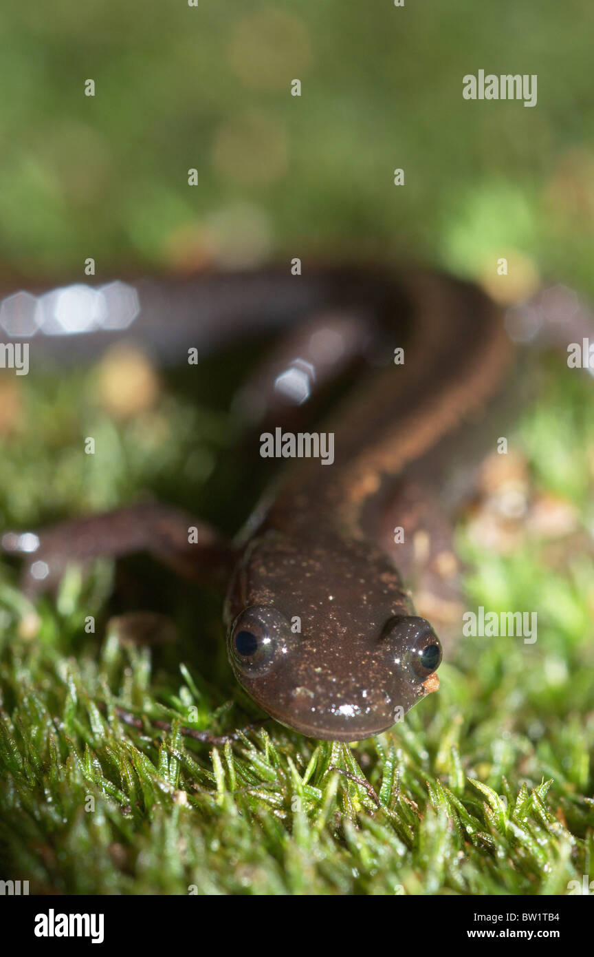 Gold-striped salamander (Chioglossa lusitanica) Foto Stock