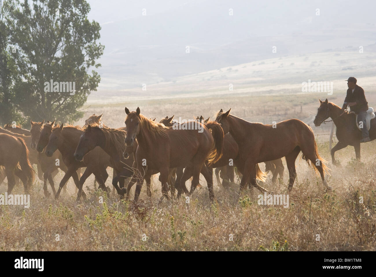 Quarter Horses ranch animale cow-boy farm razza eseguire Foto Stock