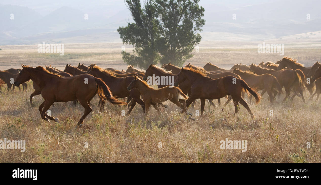 Quarter Horses ranch animale cow-boy farm razza eseguire Foto Stock