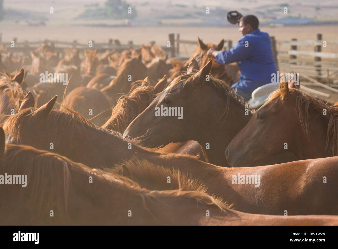 Quarter Horses ranch animale cow-boy farm razza eseguire Foto Stock