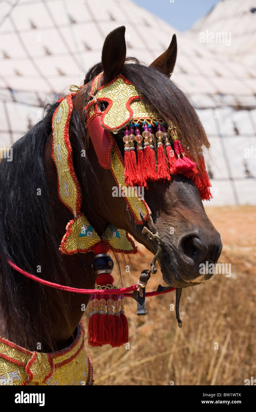 Festival Marocco Fantasia cavallo Cavaliere della tradizione Foto Stock