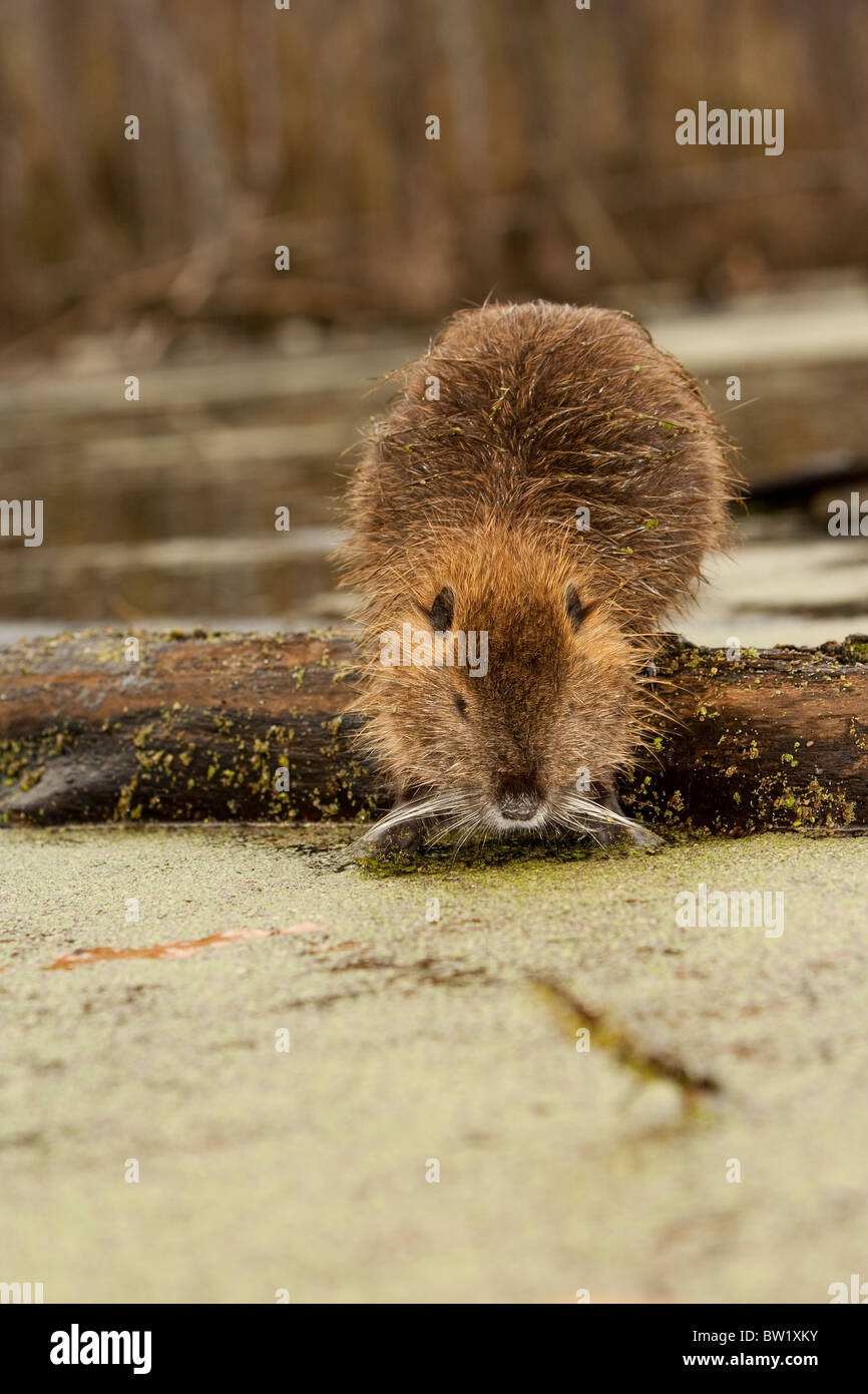 Nutria ratto che si alimenta in una palude, Myocastor coypus Foto Stock