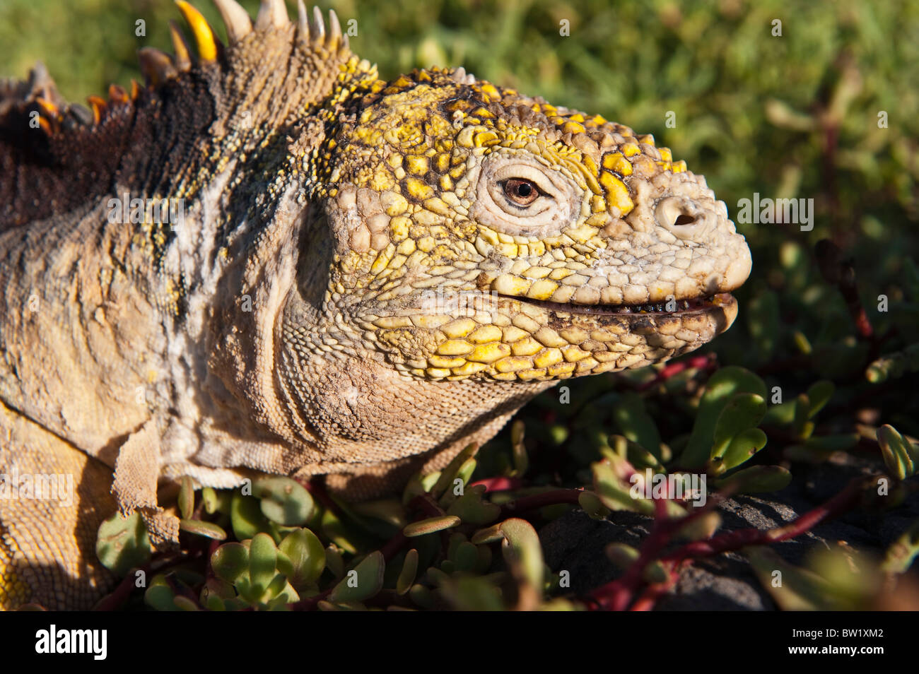 Isole Galapagos, Ecuador. Land iguana (Conolophus subcristatus), Isla piazza (Plaza island). Foto Stock