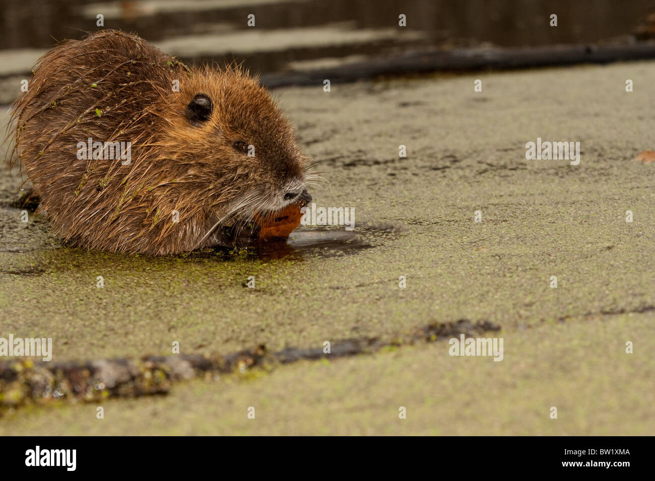 Nutria ratto che si alimenta in una palude, Myocastor coypus Foto Stock