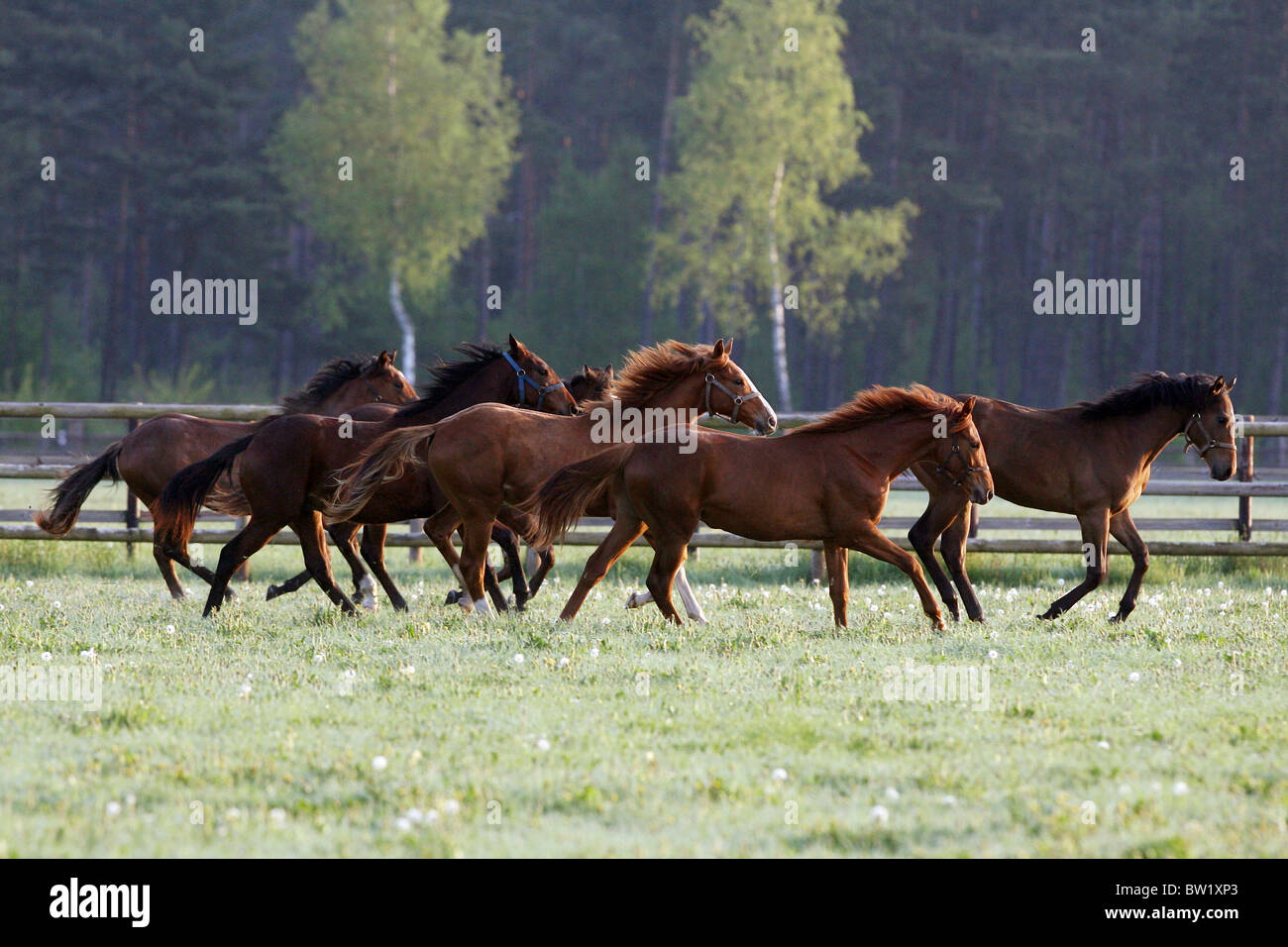 Cavalli al galoppo su un pascolo al mattino Foto Stock