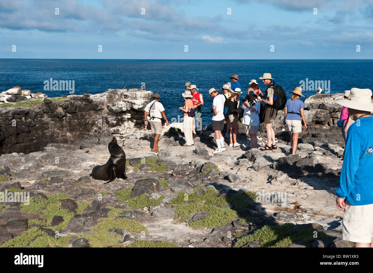 Visitatori e leone marino, Isla Plaza (isola Plaza), Isole Galapagos, Ecuador. Foto Stock