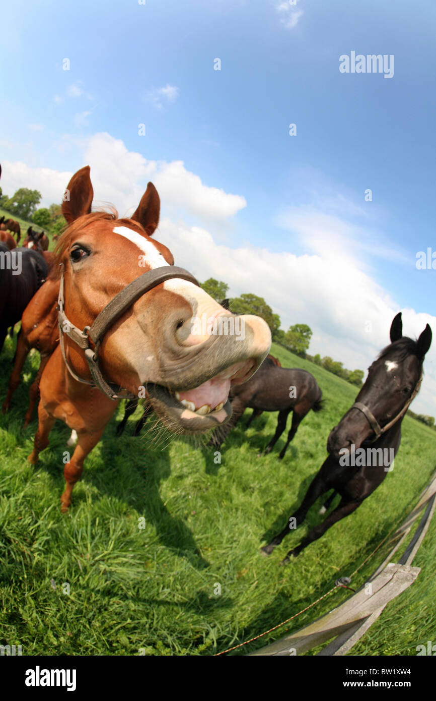 Un cavallo di curling il suo labbro Foto Stock